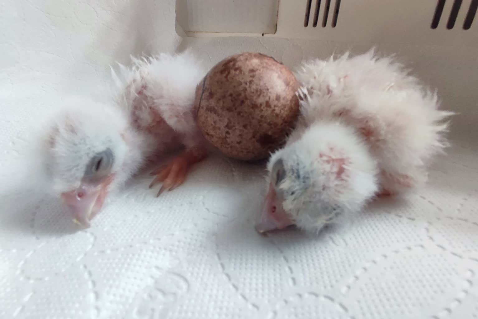 438891334_417868470944788_3854583617495842010_n (1).jpg