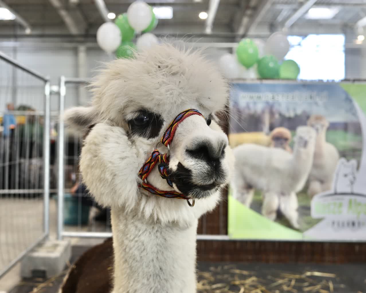 zoopark 2.jpg